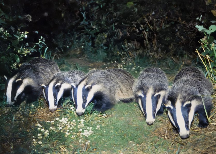 BADGER-CUBS copy
