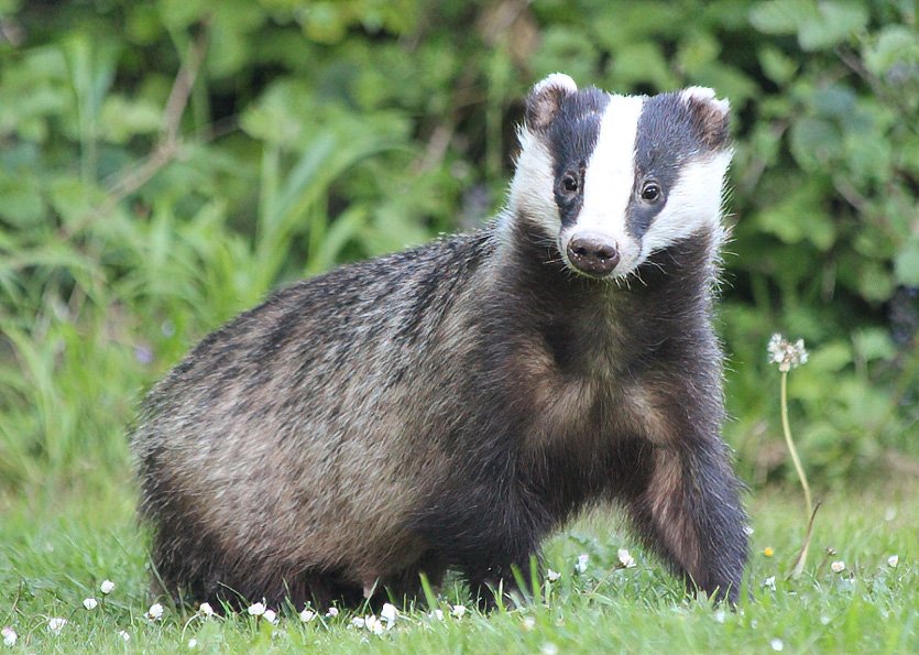 badger-1 copy