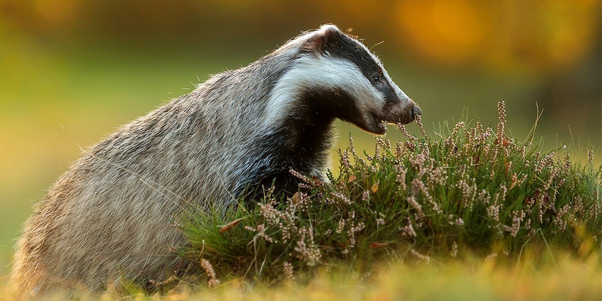 European badger (Meles meles) exploring the heather