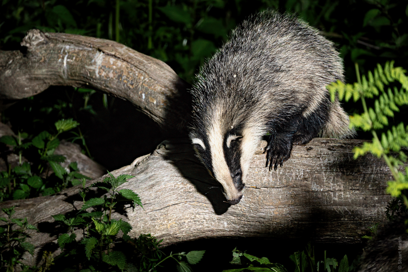 STUART MARTIN 2026 H&S Badgers – Badger – 4 LRBG